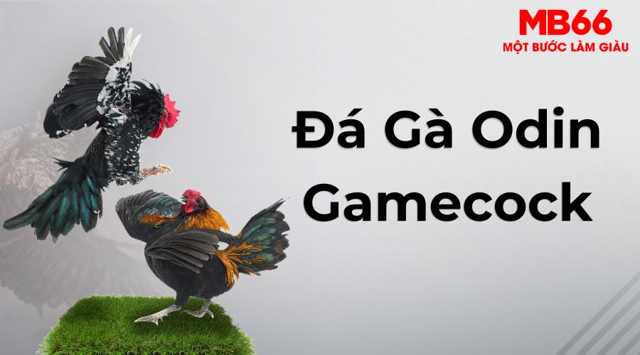 Nhận thưởng cực hấp dẫn khi tham gia đá gà MB66 sảnh Odin gamecock